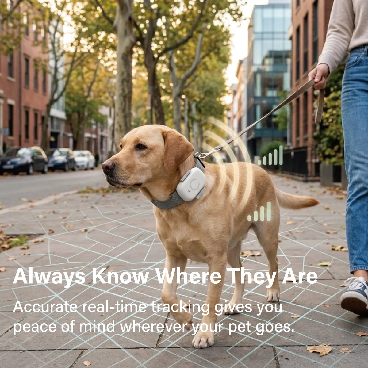 Pet Tracker PTK01 shown attached to dog collar during outdoor walk for real-time tracking