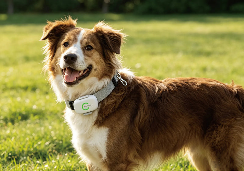 Dog wearing TeleMiles GPS pet tracker while exploring outdoors with a smart tracking device on its collar