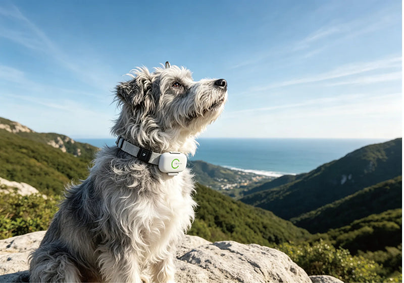 Close-up view of a dog wearing a TeleMiles smart pet tracker collar for GPS location tracking