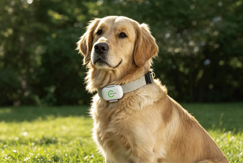 Dog in high grass wearing Petmio pet tracking device with LED light and sound alert features