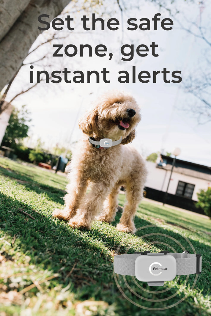Happy dog wearing Pet Tracker playing safely in the park with real-time location tracking.