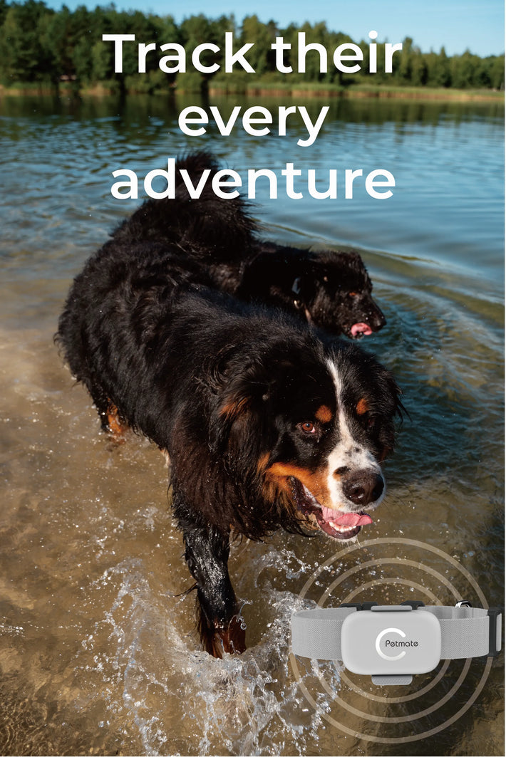 Pet Tracker PTK01 on rainy day walk-IP67 waterproof tracker for dogs and cats in all conditions.