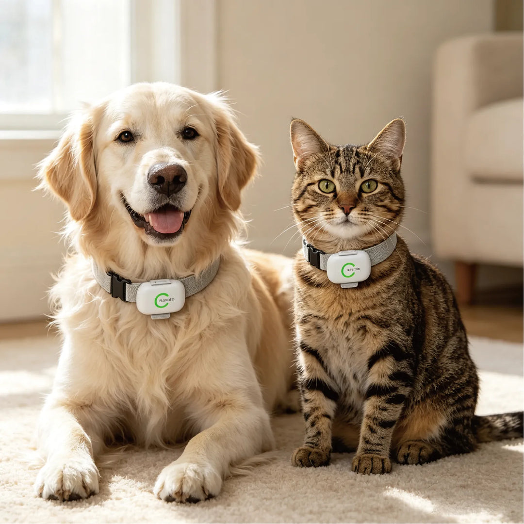 Happy dog wearing a TeleMiles pet tracking device designed for safety and everyday monitoring