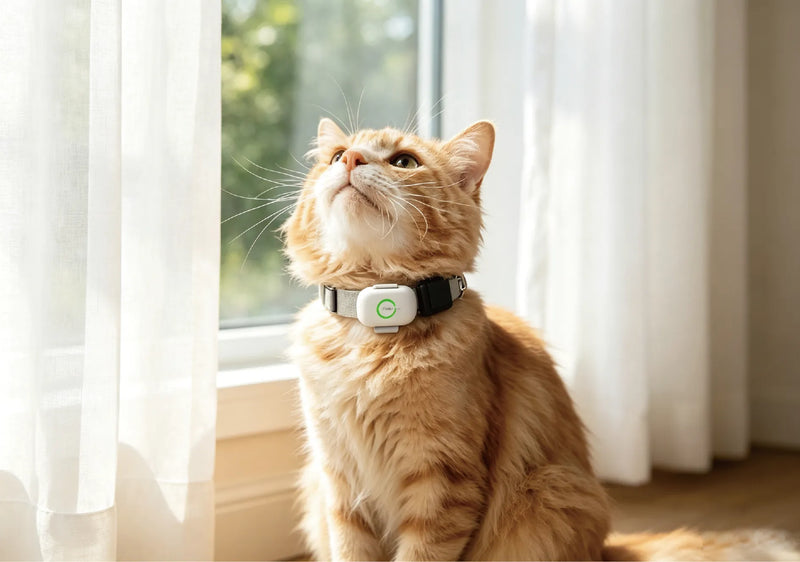 Cat wearing a TeleMiles GPS pet tracker collar for smart location tracking and pet safety